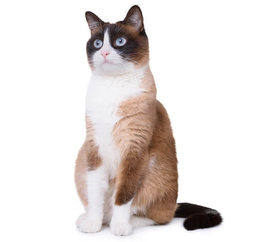 Snowshoe cat deals